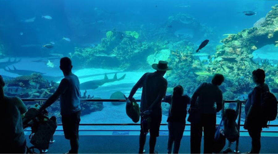 Best Attractions at the SeaWorld Gold Coast Australia