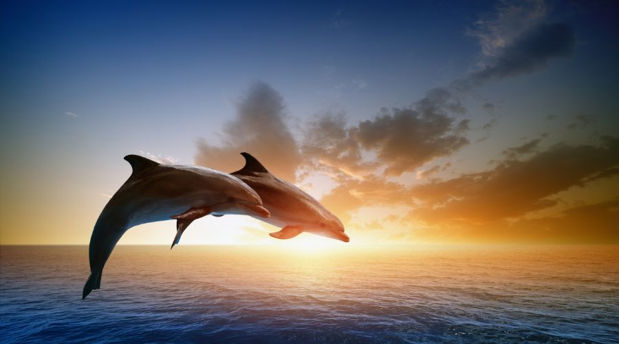 Dolphin & Tangalooma Wrecks Day Cruise