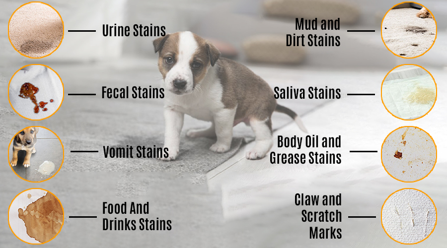 Types Of Stains Your Carpet Gets From Your Pet
